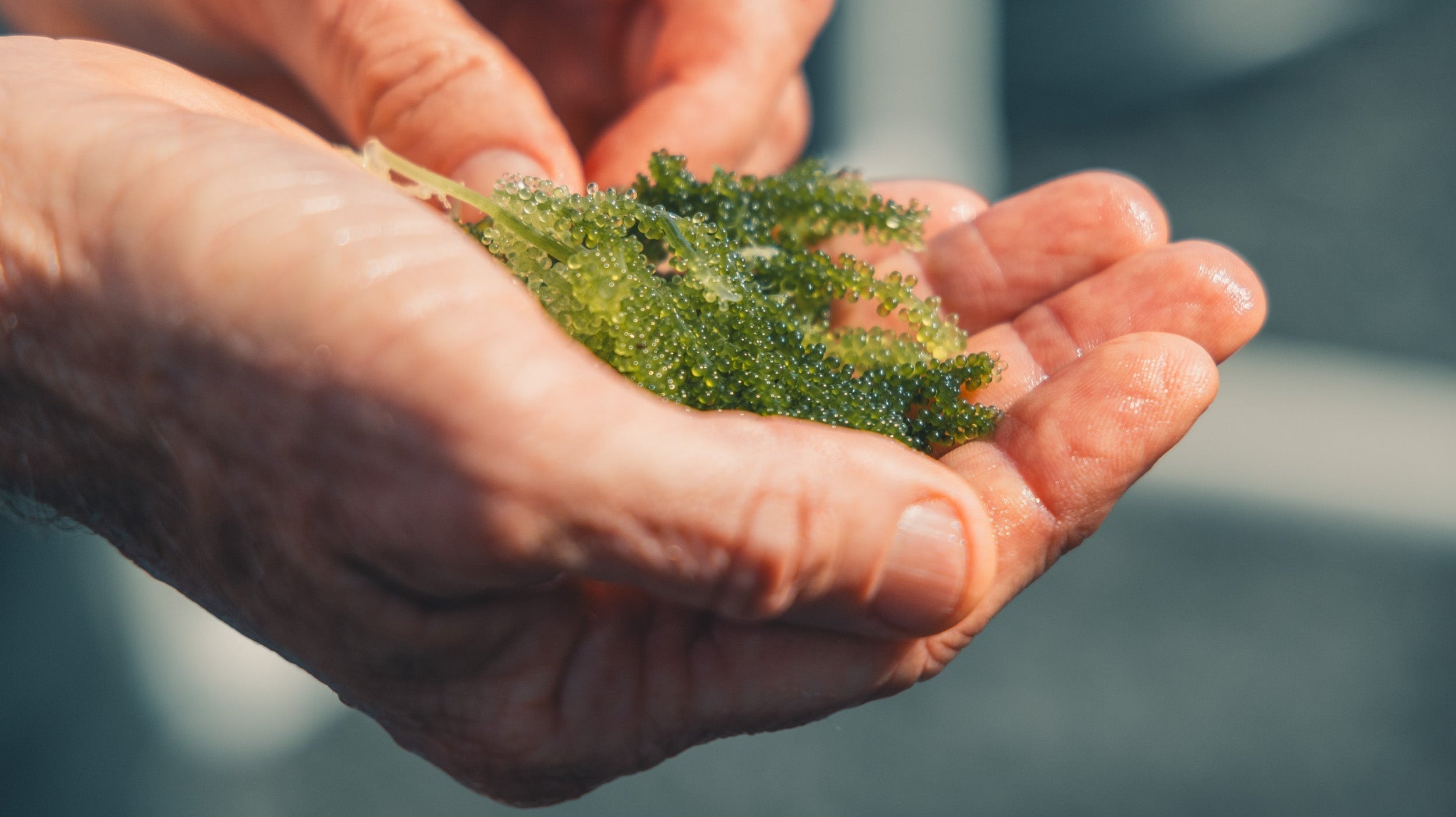 Sea Grapes grown at HOST Park