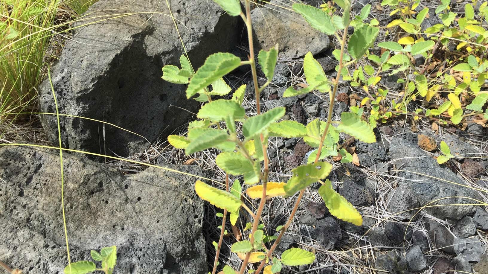 Uhaloa Plant