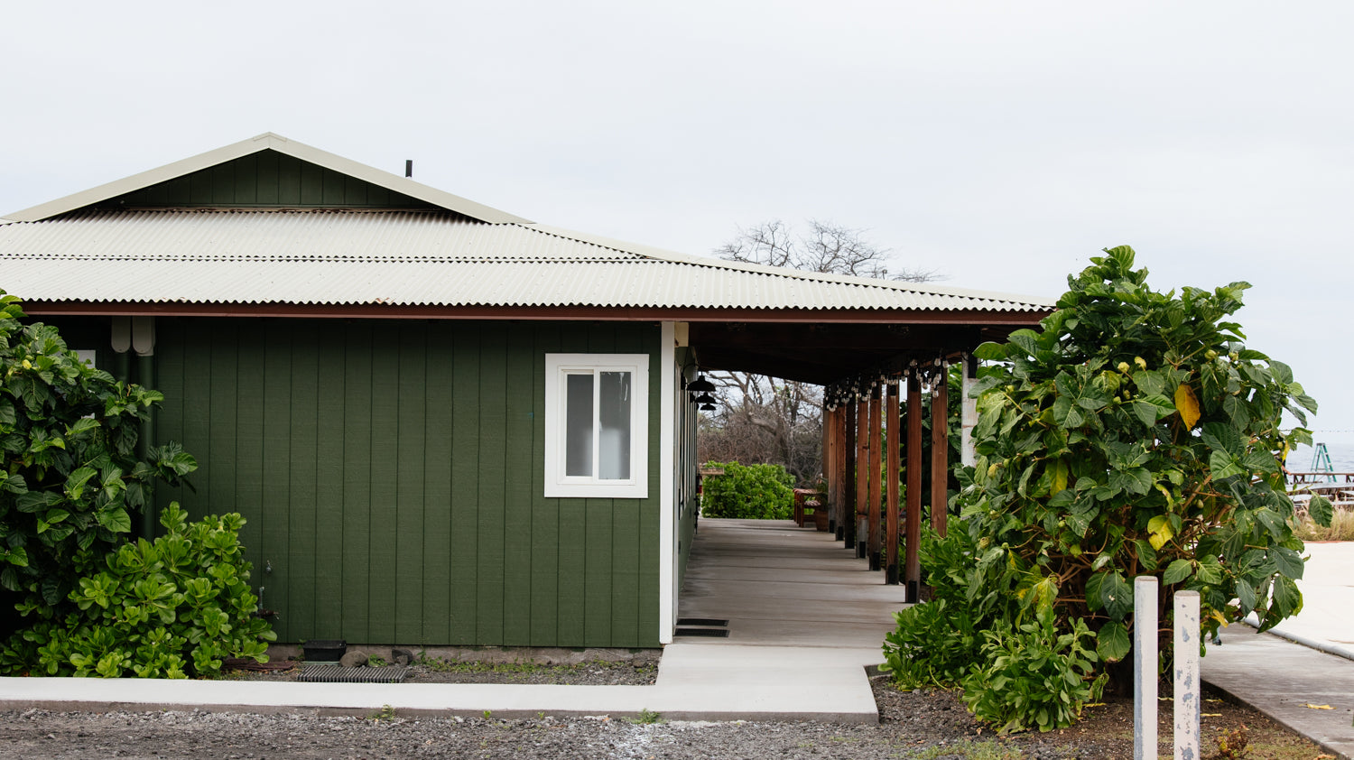 Noni at the Kona Salt Farm