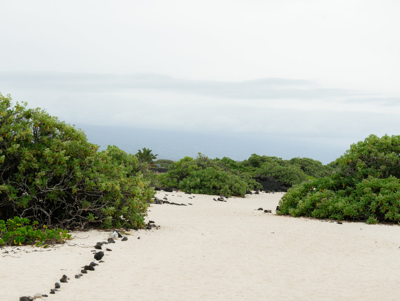 Coastal Plants at the Kona Salt Farm