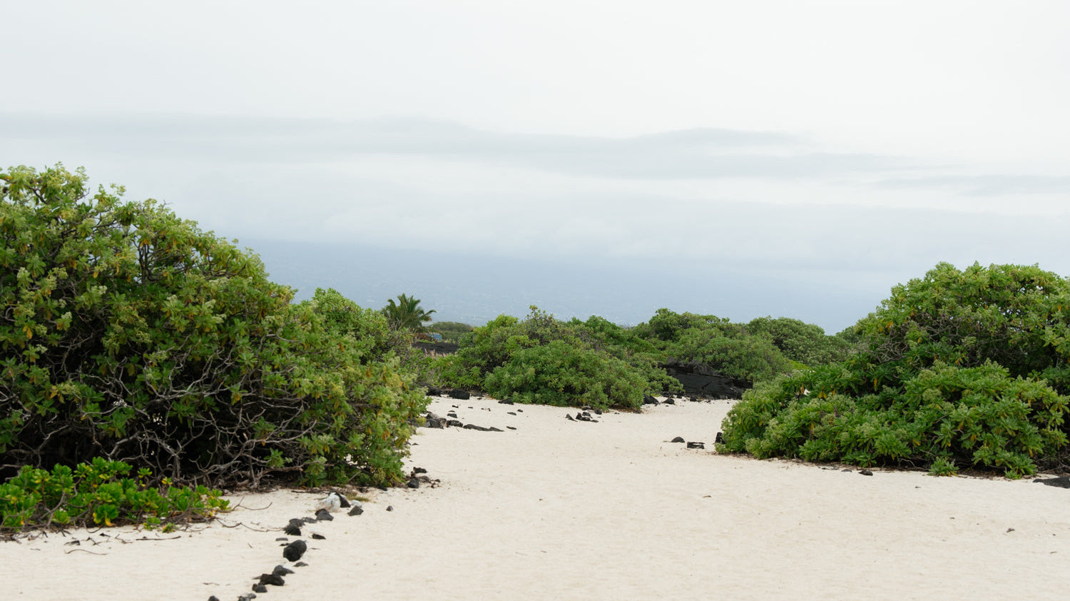 Coastal Plants at the Kona Salt Farm