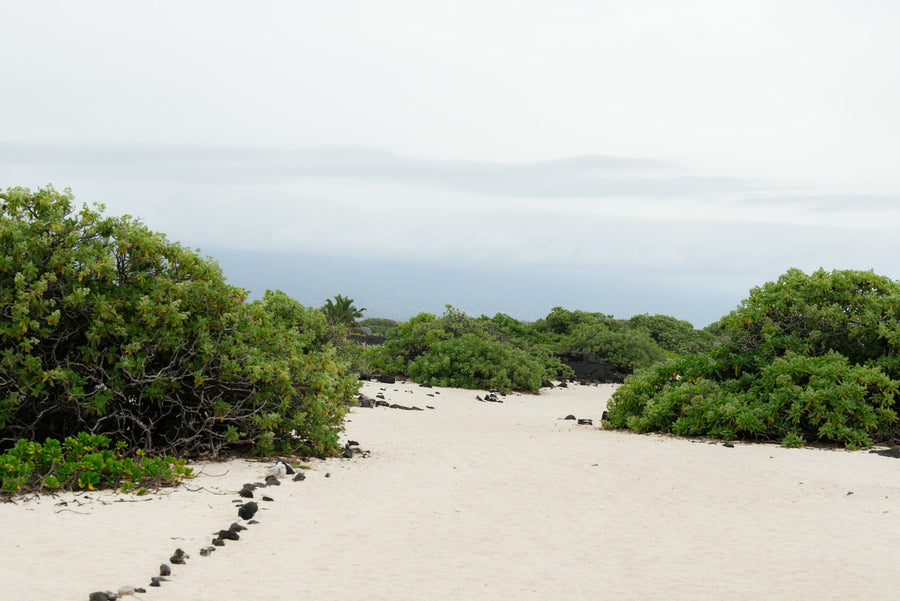Ocean Pathway with Rain Clouds
