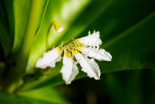 Naupaka Flower