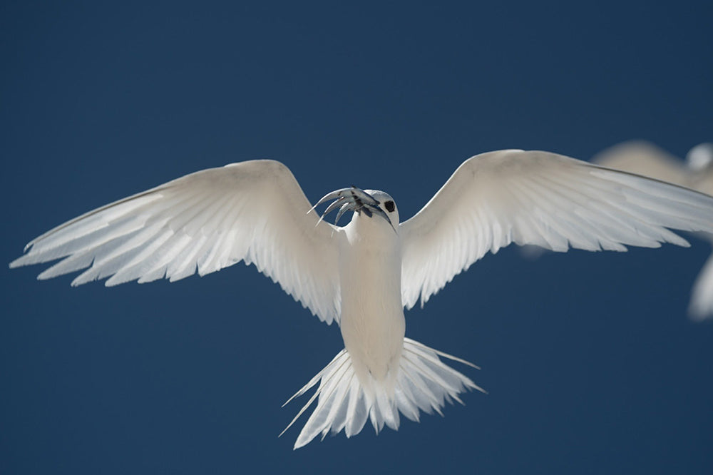 Sea Bird with Fish in Mouth