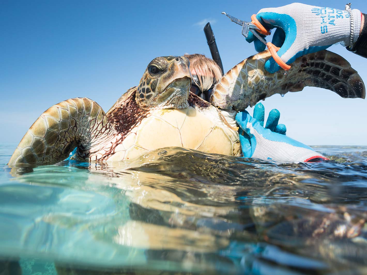 Saving Hawaiian Green Sea Turtle