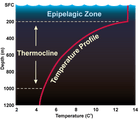 Deep Ocedan Temperature Profile