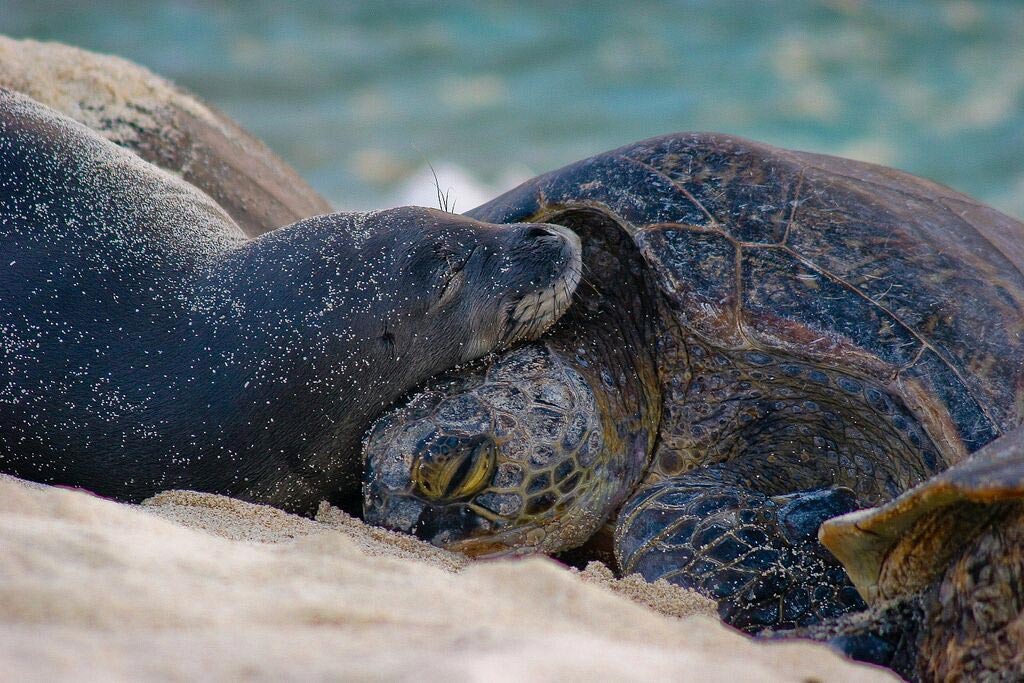 Turtle and Monkseal
