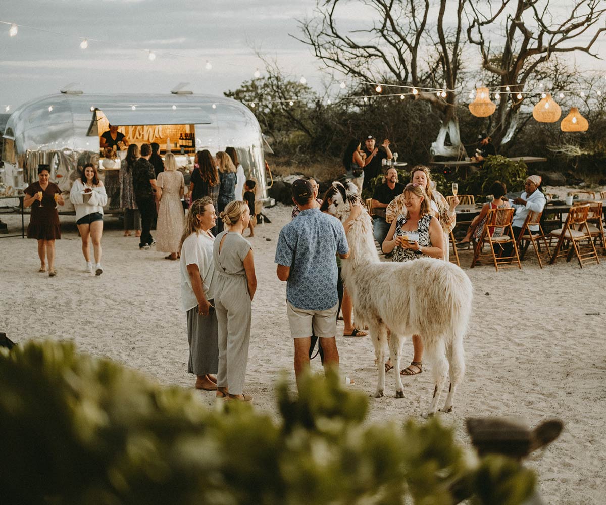 Wedding Event with Llama
