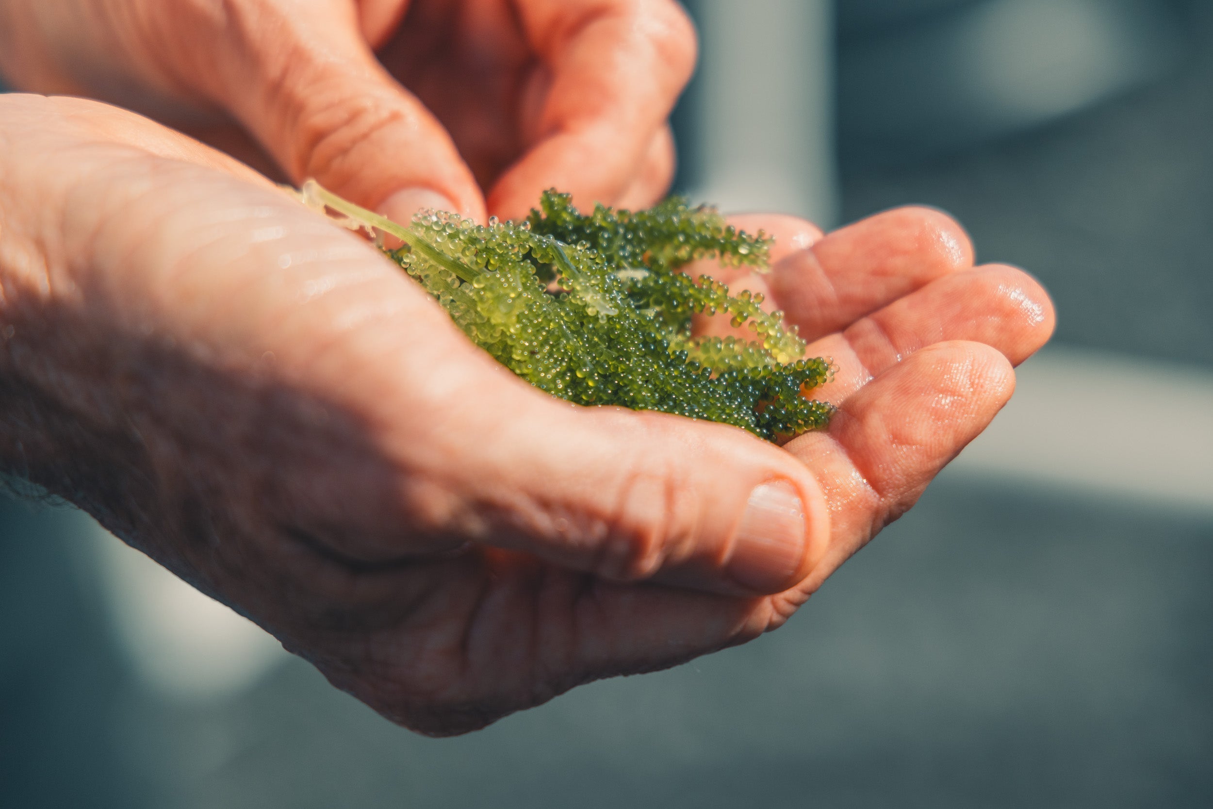 Sea Grapes grown at HOST Park