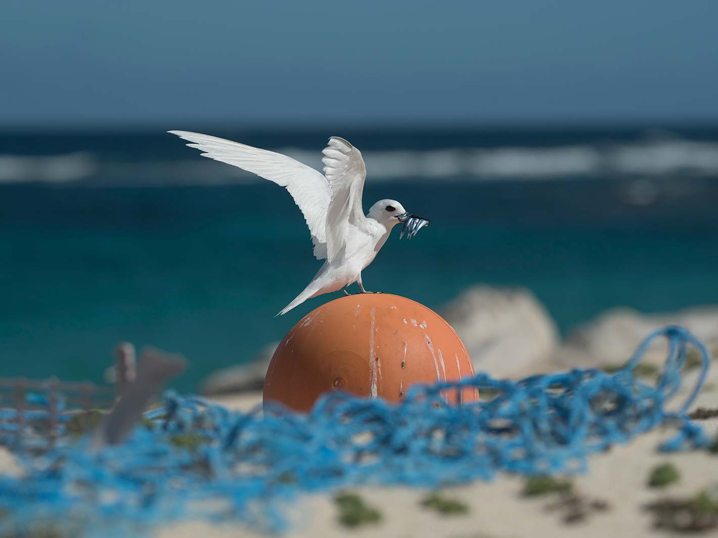 Sea Birds with Plastic