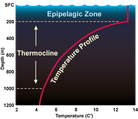 Thermocline profile